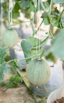 Vigo Call to action Img